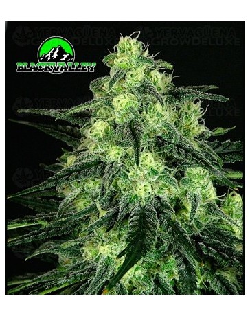 Black Valley Ripper Seeds