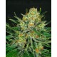 Double Glock Ripper Seeds
