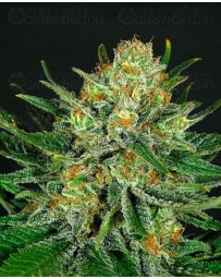 Double Glock Ripper Seeds