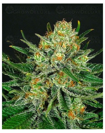 Double Glock Ripper Seeds