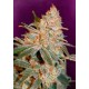 Black Diesel Advanced Seeds