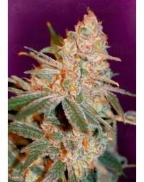 Black Diesel Advanced Seeds