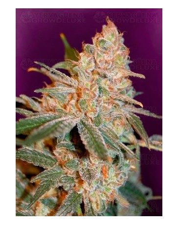 Black Diesel Advanced Seeds