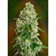 Critical Soma Advanced Seeds