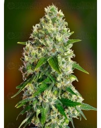 Critical Soma Advanced Seeds
