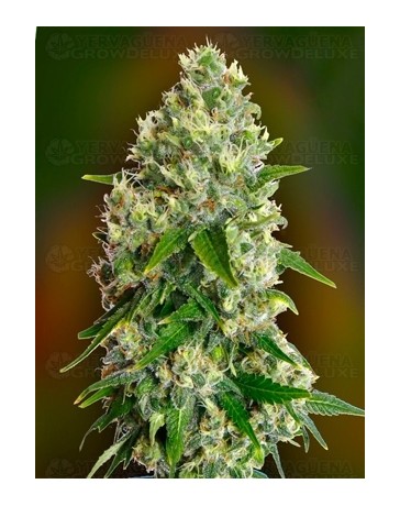 Critical Soma Advanced Seeds