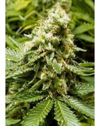 Early Widow Advanced Seeds