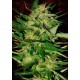 Jack Plant Advanced Seeds