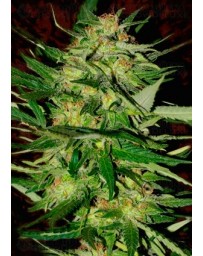 Jack Plant Advanced Seeds