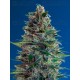 Auto Blue Diesel Advanced Seeds autofloreciente