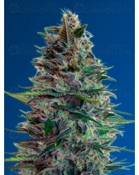 Auto Blue Diesel Advanced Seeds autofloreciente