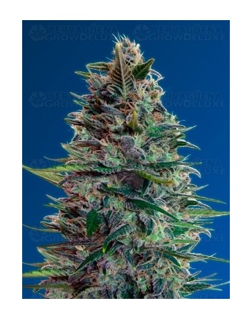 Auto Blue Diesel Advanced Seeds autofloreciente