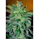 Haze Mist Advanced Seeds