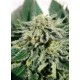 Heavy Bud Advanced Seeds