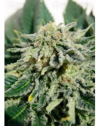 Heavy Bud Advanced Seeds