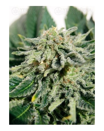 Heavy Bud Advanced Seeds