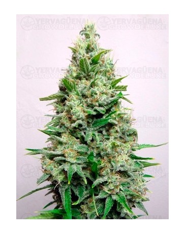 Kali 47 Advanced Seeds