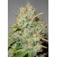 Shark Widow Advanced Seeds