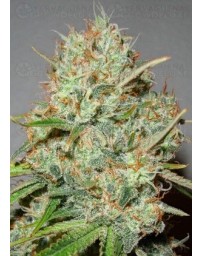 Shark Widow Advanced Seeds