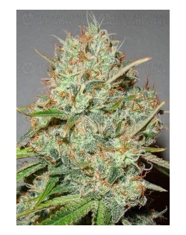 Shark Widow Advanced Seeds