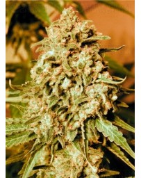 Somango Widow Advanced Seeds