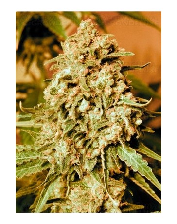 Somango Widow Advanced Seeds