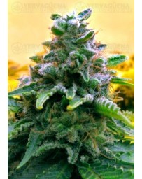 Top 69 Advanced Seeds autofloreciente