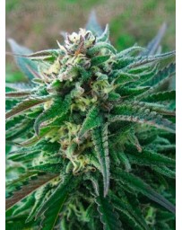 White Kush Advanced Seeds