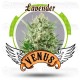 Lavender Venus Genetics