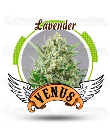 Lavender Venus Genetics