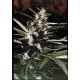 Durban Sensi Seeds regular