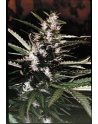 Durban Sensi Seeds regular