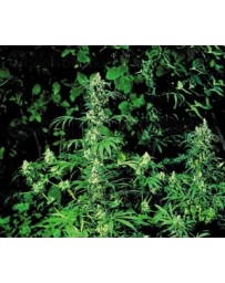 Early Girl Sensi Seeds regular