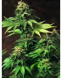 Akorn T.H. Seeds