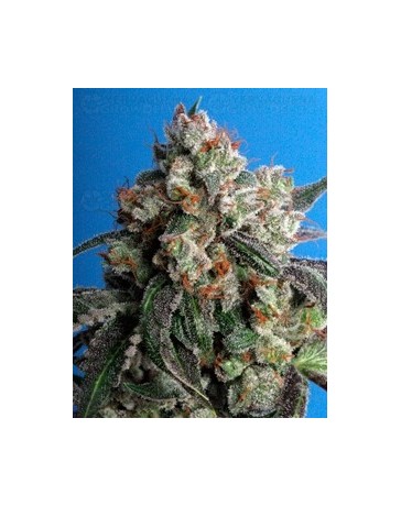 Burmese Kush T.H. Seeds