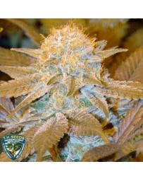 Critical Hog T.H. Seeds