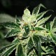 Darkstar T.H. Seeds