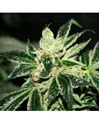 Darkstar T.H. Seeds