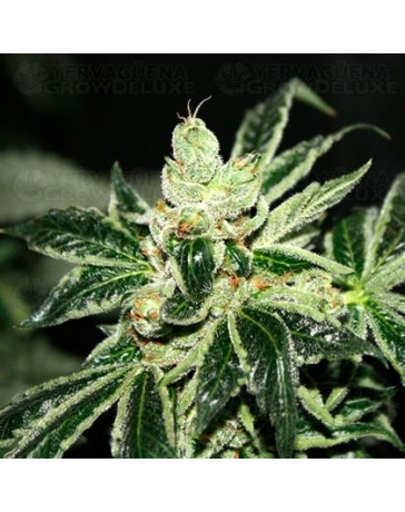 Darkstar T.H. Seeds