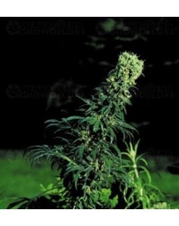 Early Pearl Sensi Seeds regular