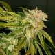 MK-Ultra T.H. Seeds