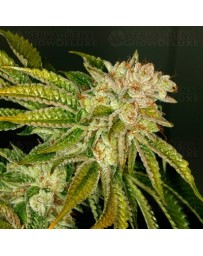 MK-Ultra T.H. Seeds