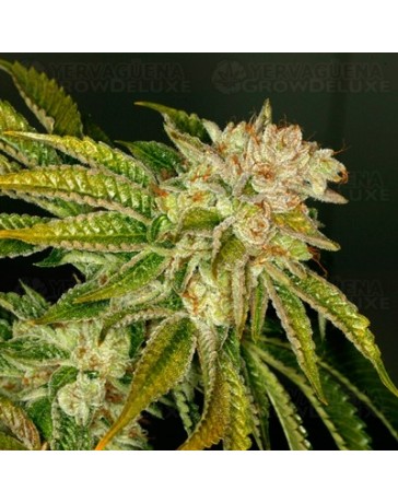 MK-Ultra T.H. Seeds