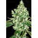 Ultrasour T.H. Seeds