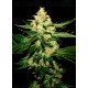 UnderDawg OG T.H. Seeds