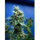 Sage 'n Sour T.H. Seeds