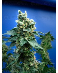 Sage 'n Sour T.H. Seeds