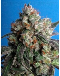 Burmese Kush T.H. Seeds regular