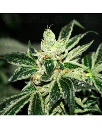 Darkstar T.H. Seeds regular