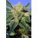 Kushage T.H. Seeds regular